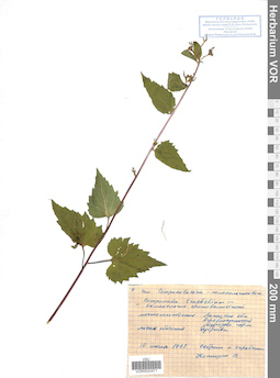 VOR 0022471