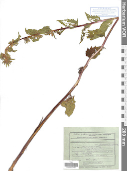 VOR 0022467