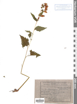 VOR 0022462
