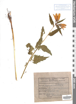 VOR 0022459