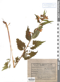 VOR 0022455