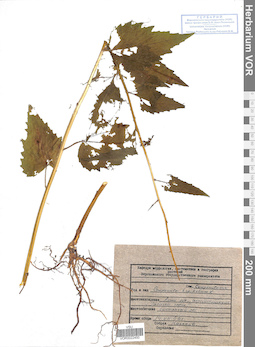 VOR 0022450