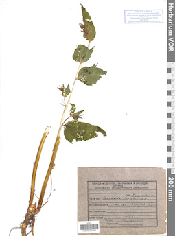 VOR 0022445