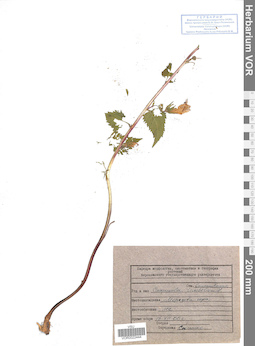 VOR 0022444