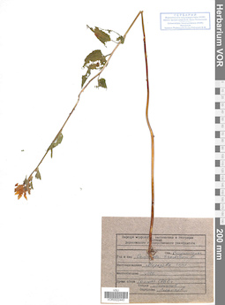 VOR 0022443
