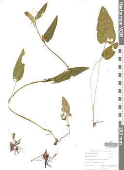 VOR 0022420