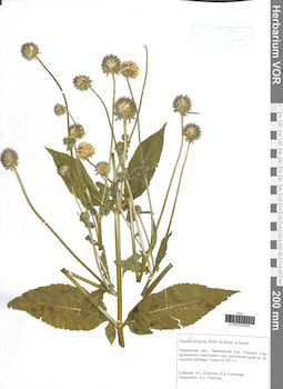 VOR 0040600