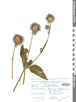 VOR 0021658