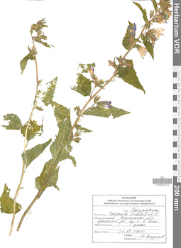 VOR 0022419