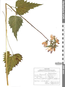 VOR 0022415