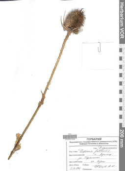 VOR 0021656