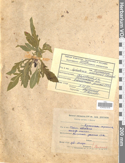 VOR 0021676
