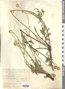 VOR 0021675