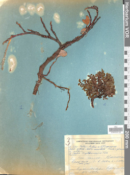 VOR 0025128