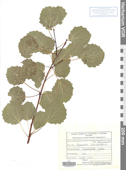 VOR 0025318