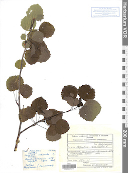 VOR 0025317