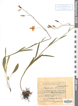 VOR 0022818