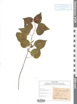 VOR 0025315