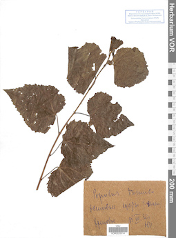 VOR 0025314