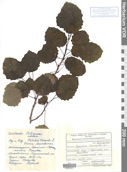VOR 0025311