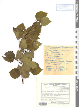 VOR 0025310