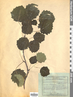 VOR 0025309
