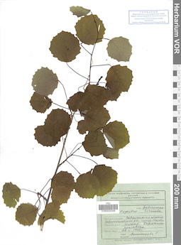 VOR 0025308