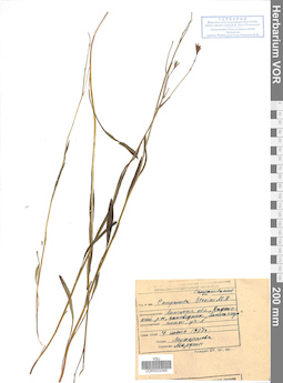 VOR 0022395