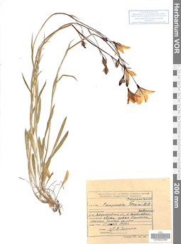 VOR 0022385