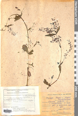 VOR 0015668