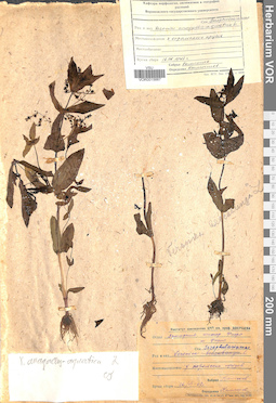 VOR 0015667