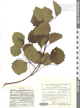 VOR 0025306