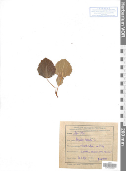 VOR 0025305