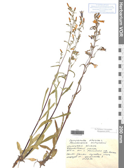 VOR 0040446