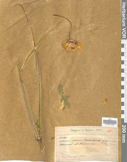 VOR 0021681