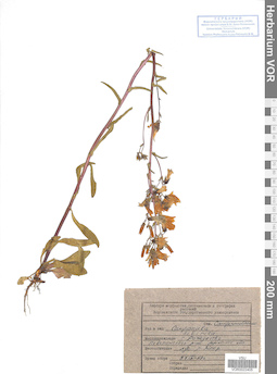 VOR 0022405