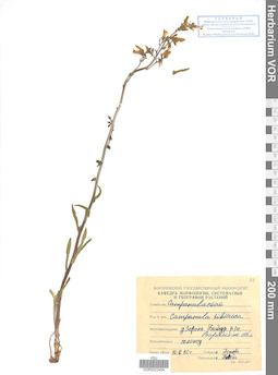 VOR 0022404