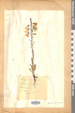 VOR 0022387