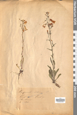 VOR 0022382
