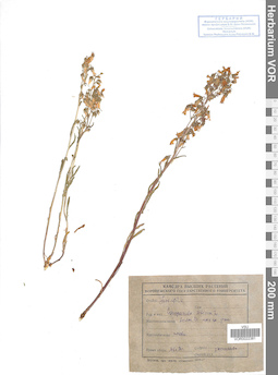 VOR 0022381