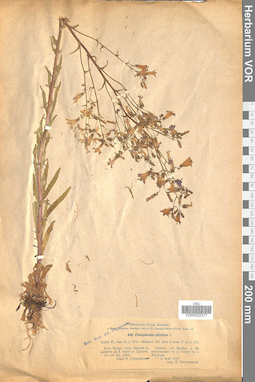 VOR 0022377