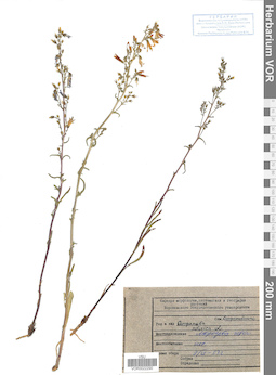 VOR 0022290