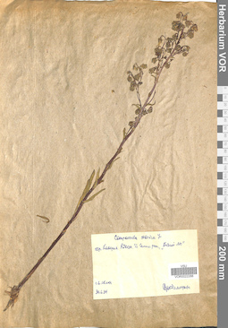 VOR 0022288