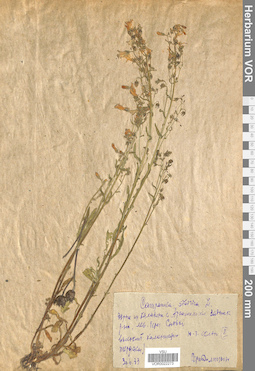 VOR 0022273