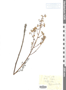 VOR 0022272