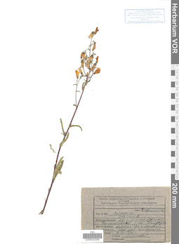 VOR 0022269