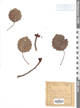 VOR 0025304