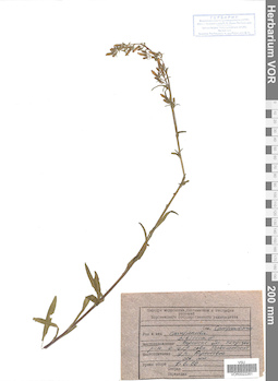 VOR 0022261
