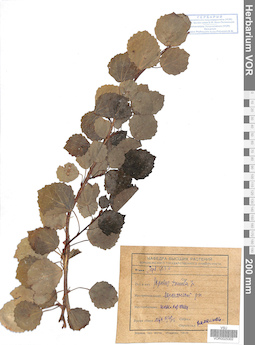 VOR 0025302