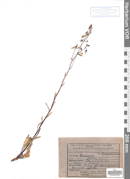 VOR 0022258